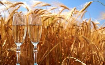 Самогон из пшеницы и сахара без дрожжей